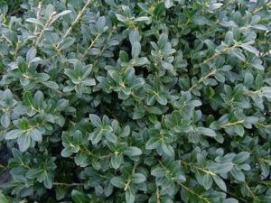 Ilex crenata ‘Green Lustre’ | Kiefer Nursery: Trees, Shrubs, Perennials