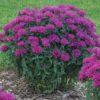 Monarda didyma 'Grape Gumball' - Image 2