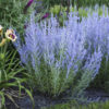 Perovskia atriplicifolia 'Blue Jean Baby'
