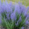 Perovskia atriplicifolia 'Blue Jean Baby' - Image 2