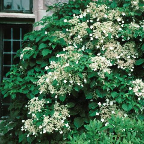 Schizophragma hydrangeoides Flirty Girl™ | Kiefer Nursery: Trees ...