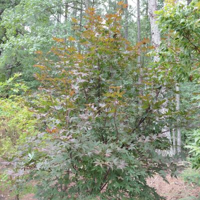 Acer palmatum 'Moonfire'
