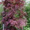 Acer palmatum 'Moonfire' - Image 2