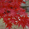 Acer palmatum 'Moonfire' - Image 3