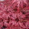 Acer palmatum var. dissectum 'Red Dragon'