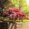 Acer palmatum var. dissectum 'Red Dragon' - Image 2