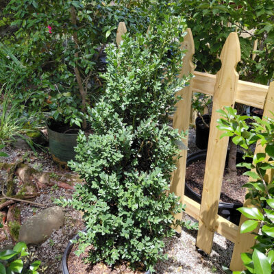 Buxus sempervirens 'Dee Runk'