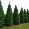 Buxus sempervirens 'Dee Runk'
