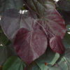 Cercis canadensis 'Greswan'  Burgundy Hearts