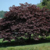Cercis canadensis 'Greswan'  Burgundy Hearts - Image 2