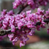 Cercis canadensis 'Merlot' - Image 2