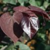 Cercis canadensis 'Merlot'