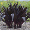Eucomis 'African Night' - Image 2