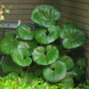 Farfugium japonicum var. giganteum