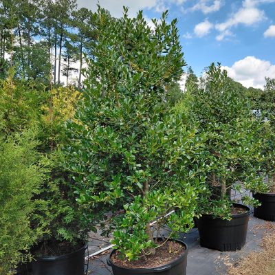 Ilex 'Nellie R. Stevens'