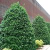 Ilex 'Nellie R. Stevens'