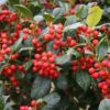 Ilex 'Nellie R. Stevens' - Image 3