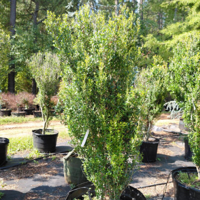 Ilex vomitoria 'Scarlet's Peak'