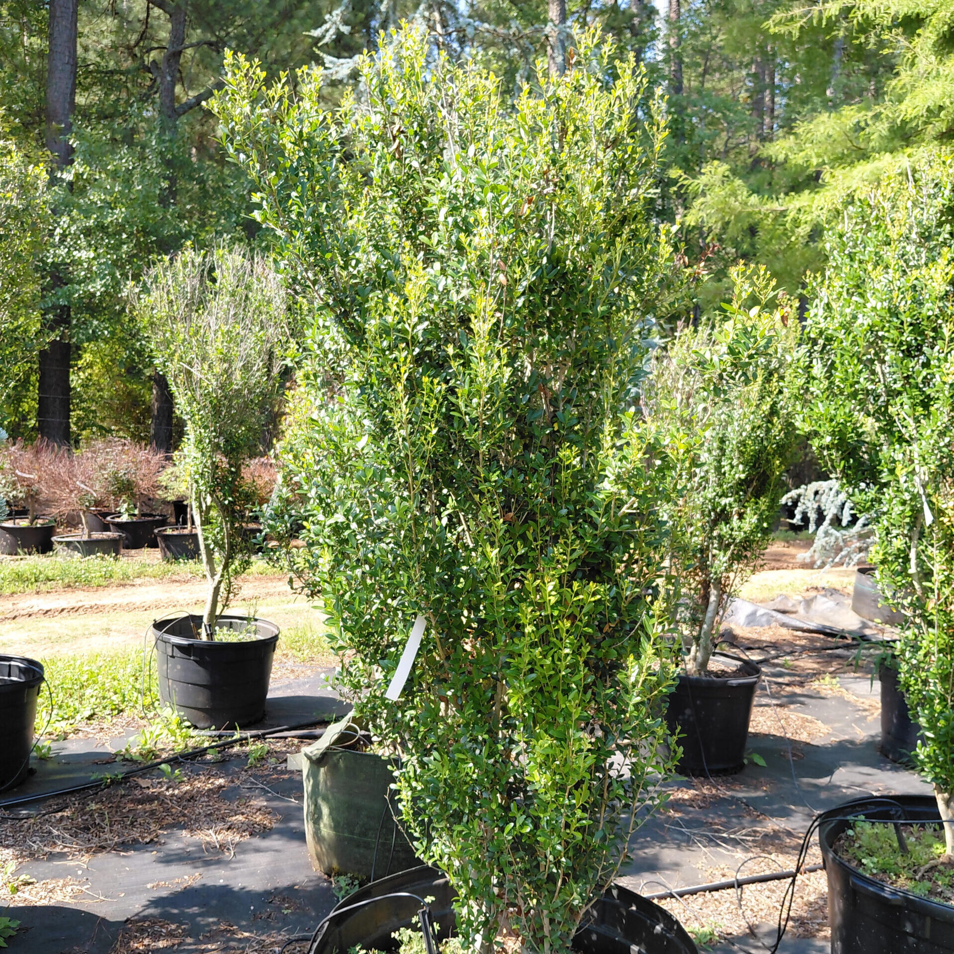Ilex vomitoria 'Scarlet's Peak'