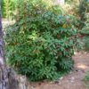 Illicium floridanum - Image 2