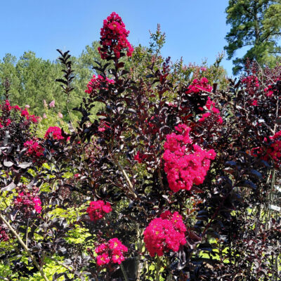 Lagerstroemia indica 'Best Red'