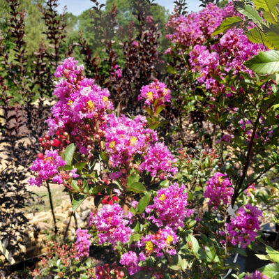 Lagerstroemia BARISTA® Bubble Tea