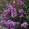 Lagerstroemia BARISTA® Bubble Tea