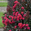 Lagerstroemia BARISTA® Cherry Mocha