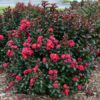 Lagerstroemia BARISTA® Cherry Mocha - Image 2