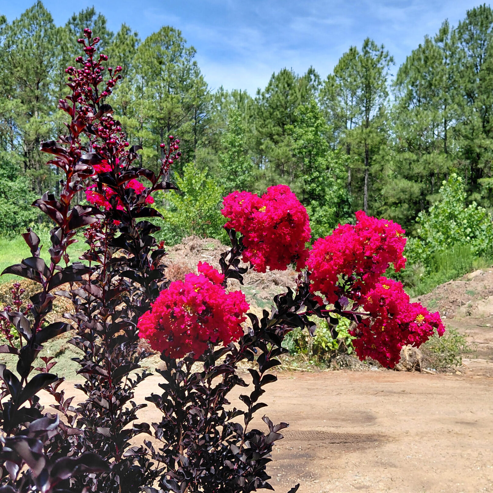 Lagerstroemia x 'Ebony Fire'