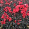 Lagerstroemia x 'Ebony Fire'