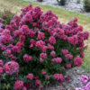 Lagerstroemia BARISTA® Lava Java - Image 2