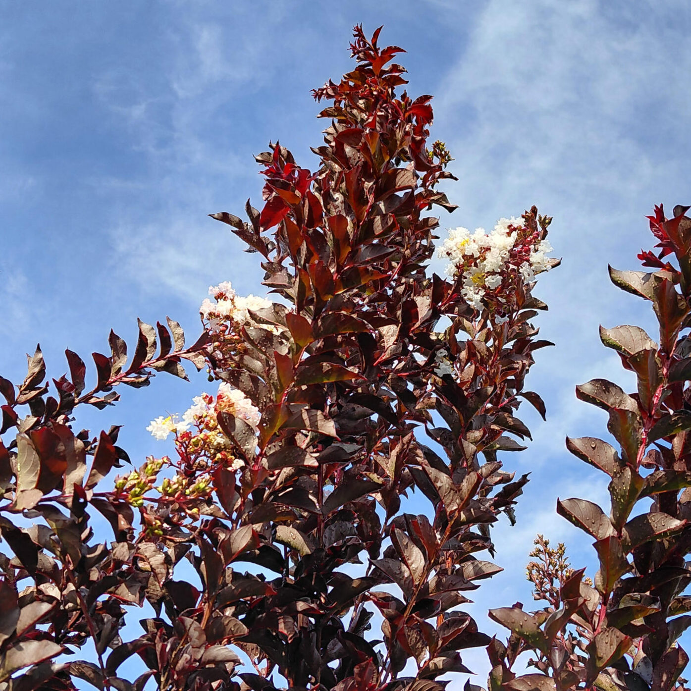 Lagerstroemia x 'PIILAG-IV' (Moonlight Magic™)
