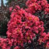 Lagerstroemia 'Plum Magic'