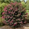 Lagerstroemia 'Plum Magic' - Image 2