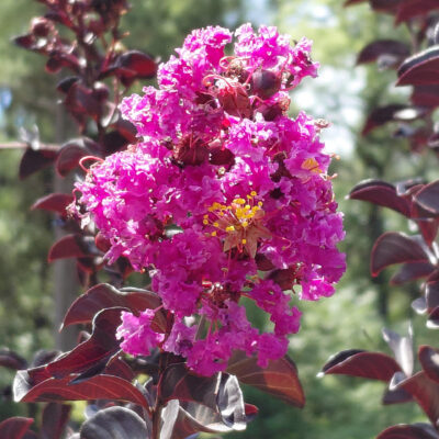Lagerstroemia indica Black Diamond® Purely Purple