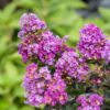 Lagerstroemia 'Purple Magic' - Image 2