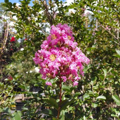 Lagerstroemia BARISTA® Sweet Macchiato