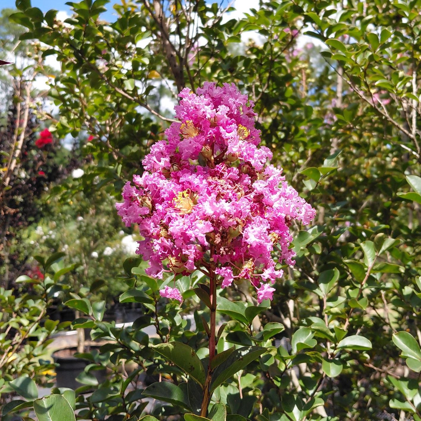 Lagerstroemia BARISTA® Sweet Macchiato