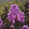 Lagerstroemia BARISTA® Sweet Macchiato