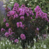 Lagerstroemia BARISTA® Sweet Macchiato - Image 2