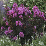 Lagerstroemia BARISTA® Sweet Macchiato | Kiefer Nursery: Trees, Shrubs ...