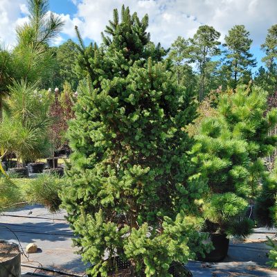 Picea abies 'Suncrest Pyramid'