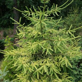 Picea abies 'Suncrest Pyramid'
