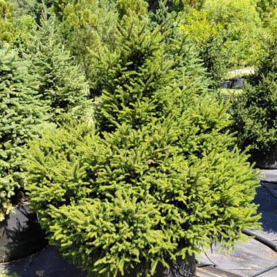 Picea orientalis 'Nigra Compacta'