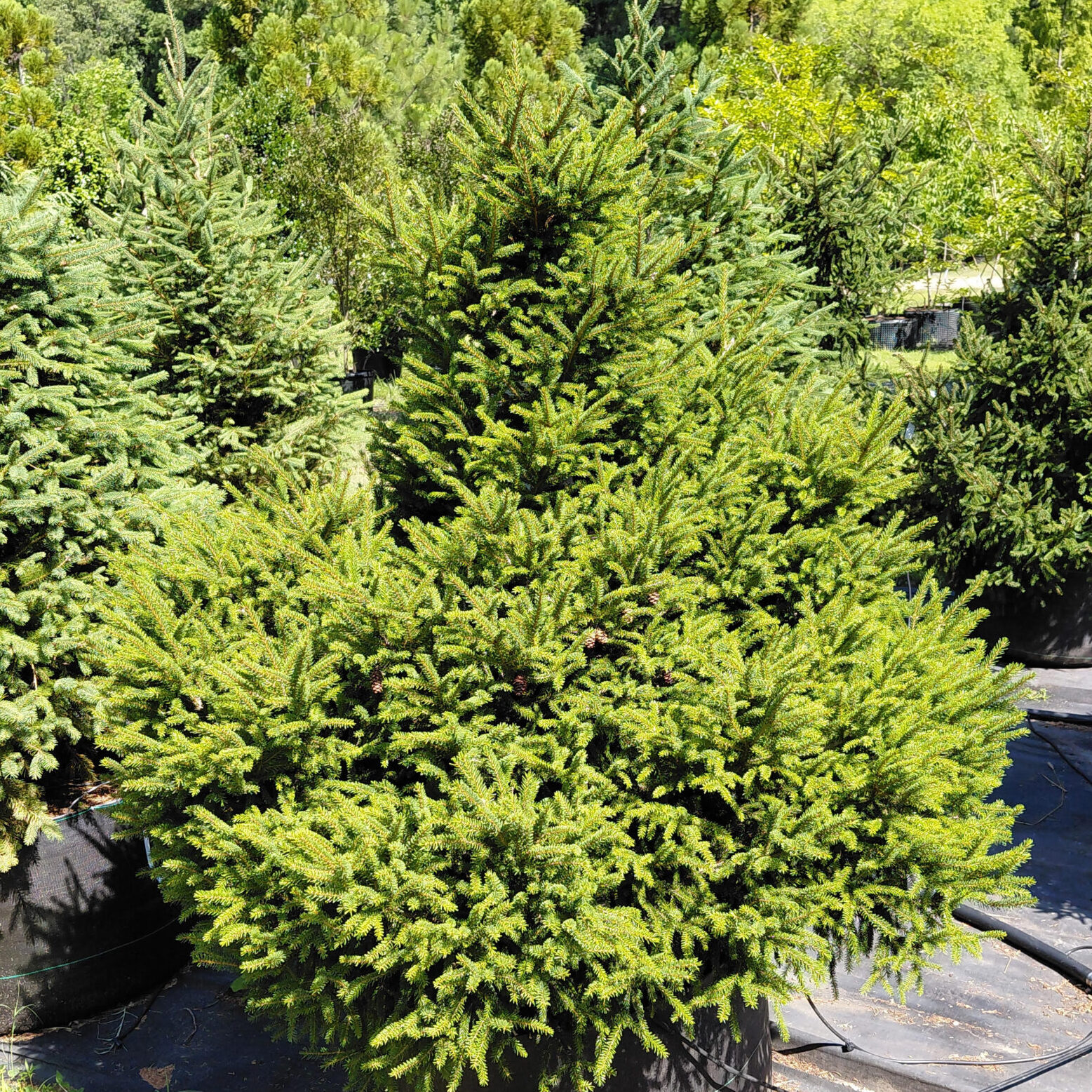 Picea orientalis 'Nigra Compacta'