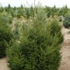 Picea orientalis 'Nigra Compacta' - Image 2