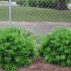 Podocarpus macrophyllus 'Pringles Dwarf' - Image 2