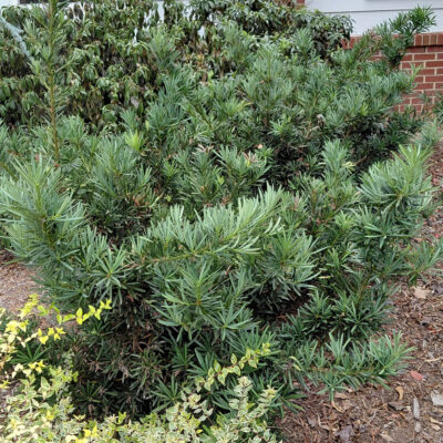 Podocarpus macrophyllus 'Pringles Dwarf'