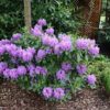 Rhododendron catawbiense - Image 2